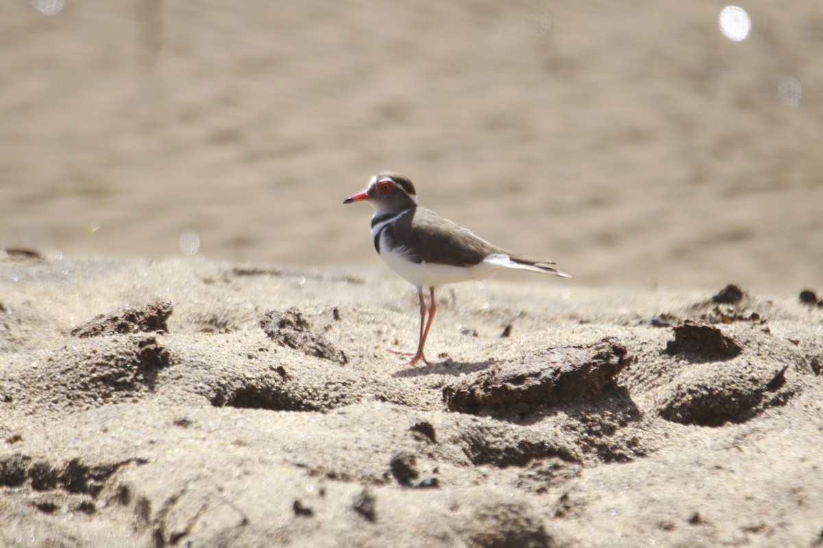 Three-banded Plover - ML618849814