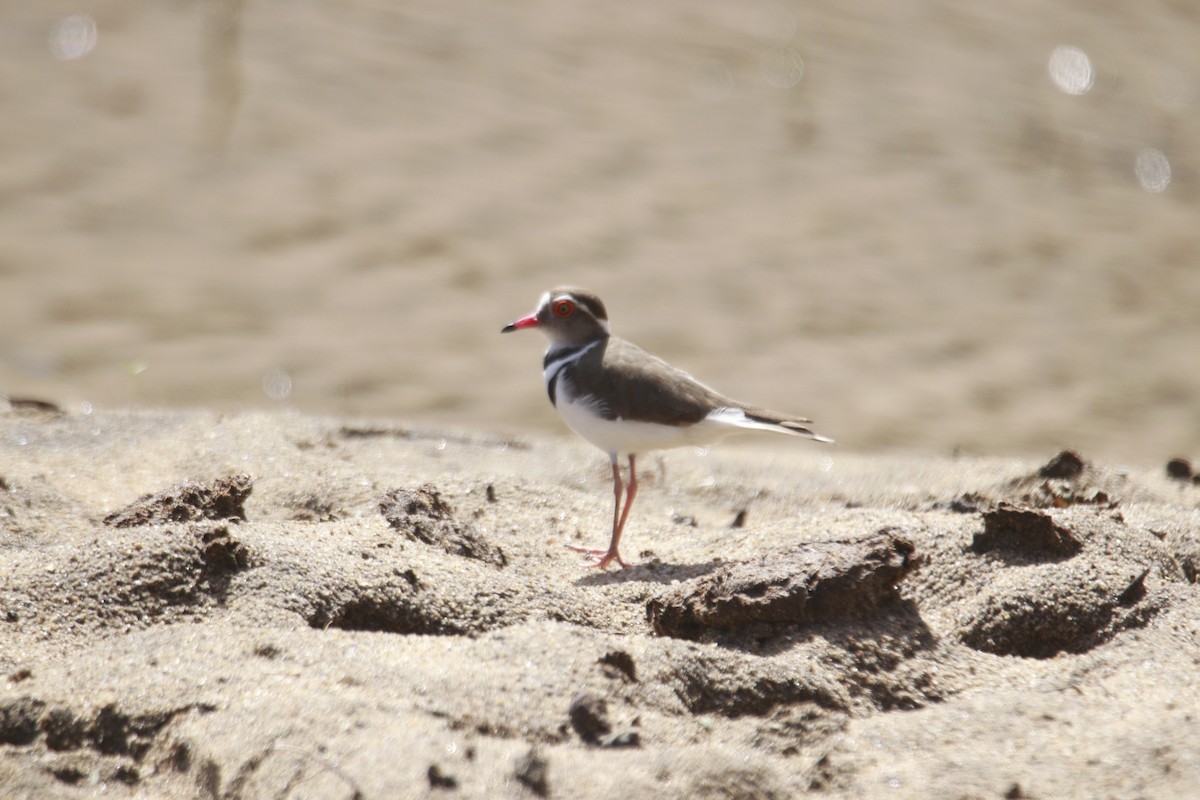 Three-banded Plover - James Apolloh ~Freelance Tour Guide