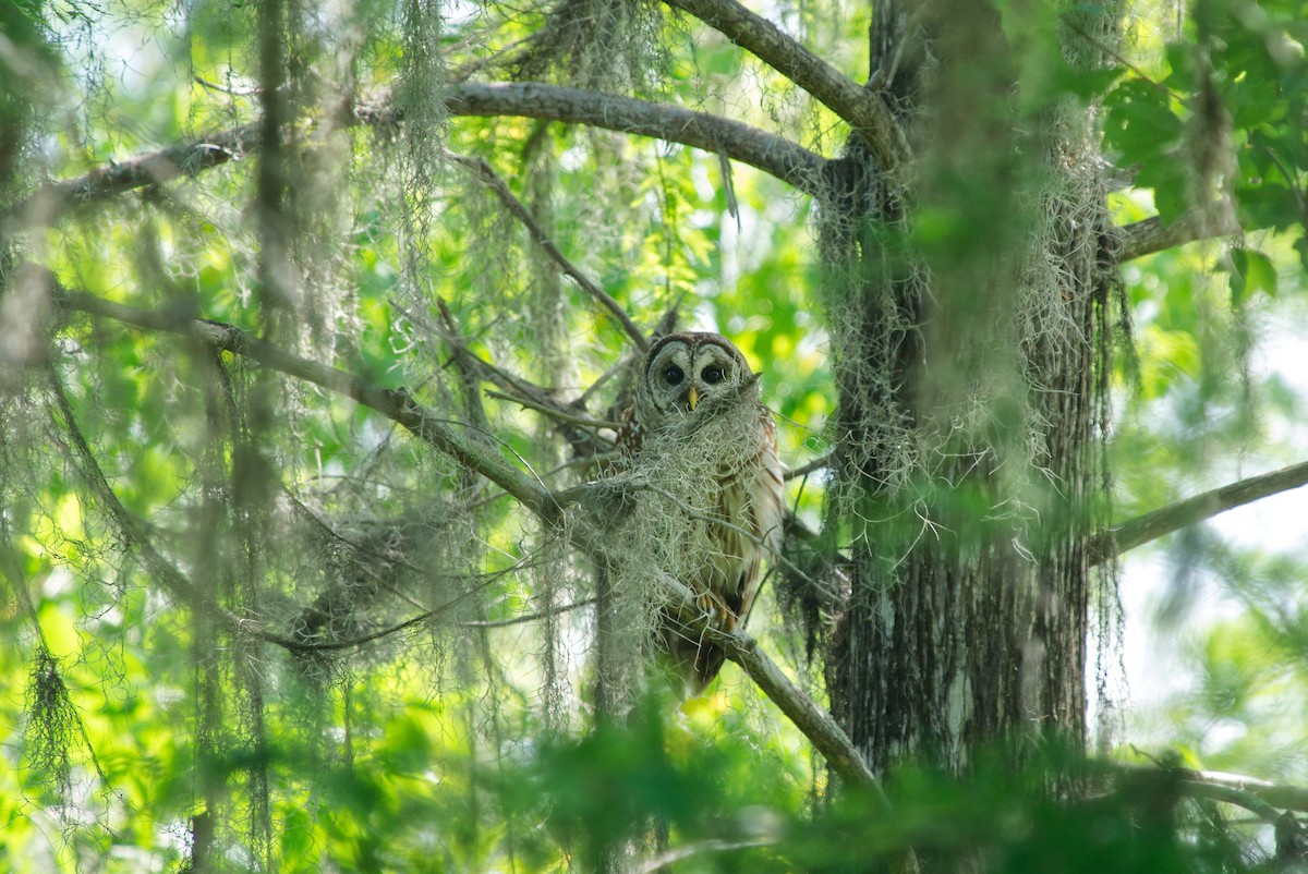 Barred Owl - Gary and Judy Streeter