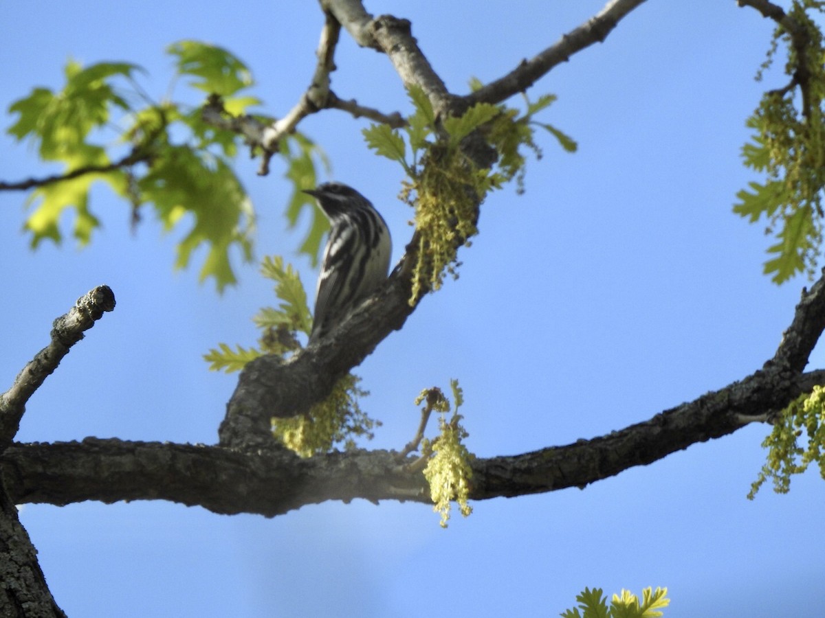 Black-and-white Warbler - ML618849850