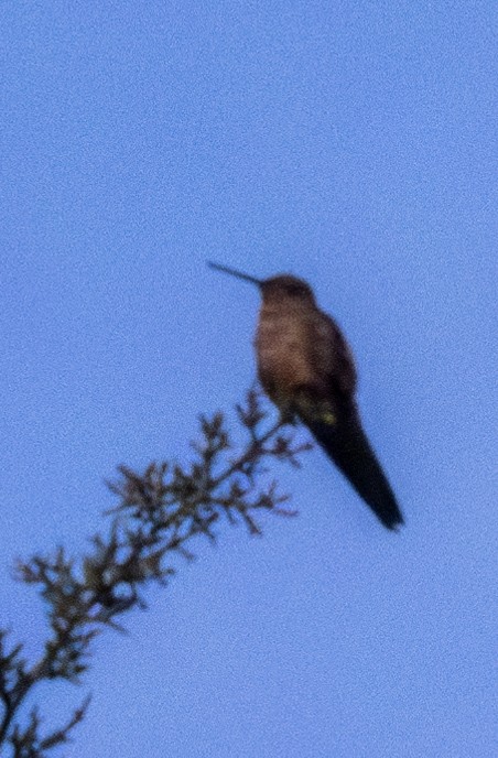 Giant Hummingbird - ML618849860