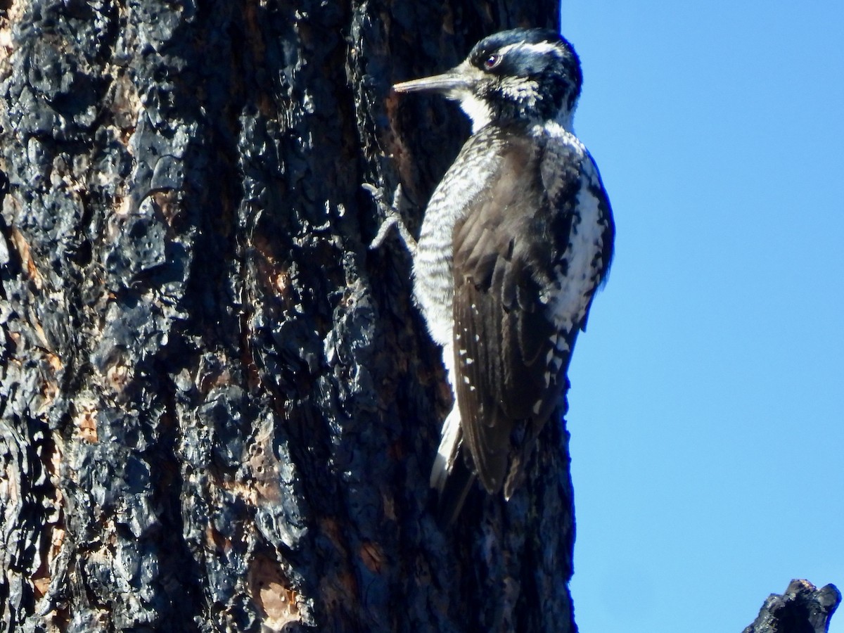 American Three-toed Woodpecker - Bill Lisowsky