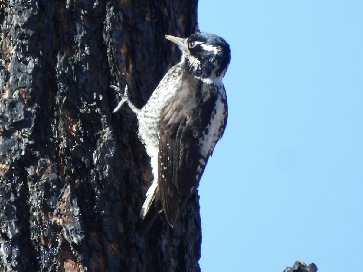 American Three-toed Woodpecker - Bill Lisowsky