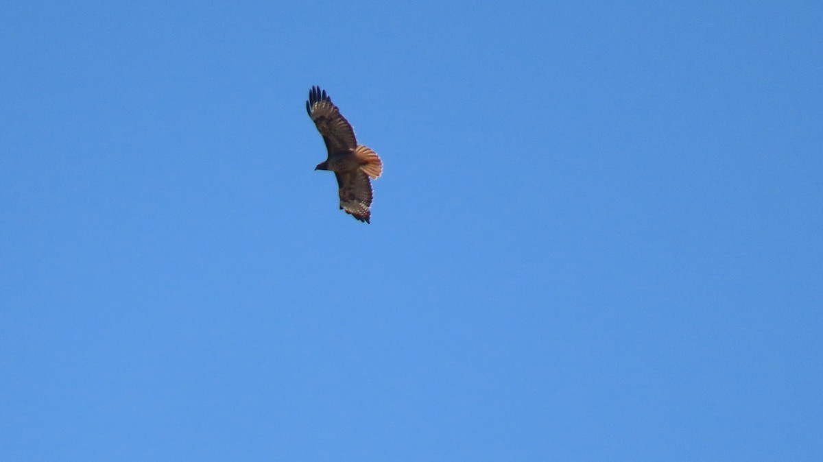 Red-tailed Hawk - ML618849904