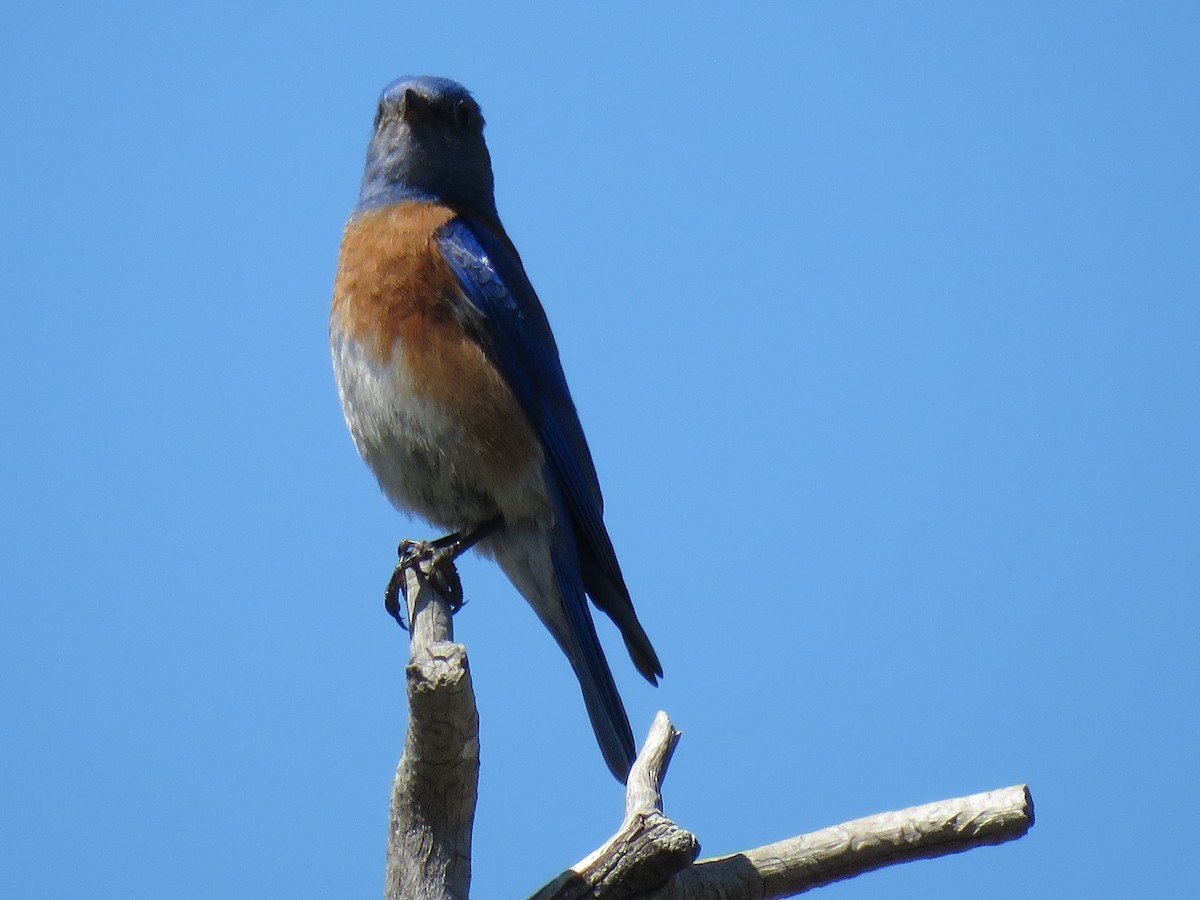 Western Bluebird - The Lahaies