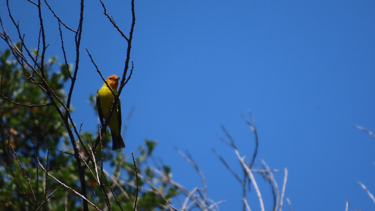 Western Tanager - ML618849968