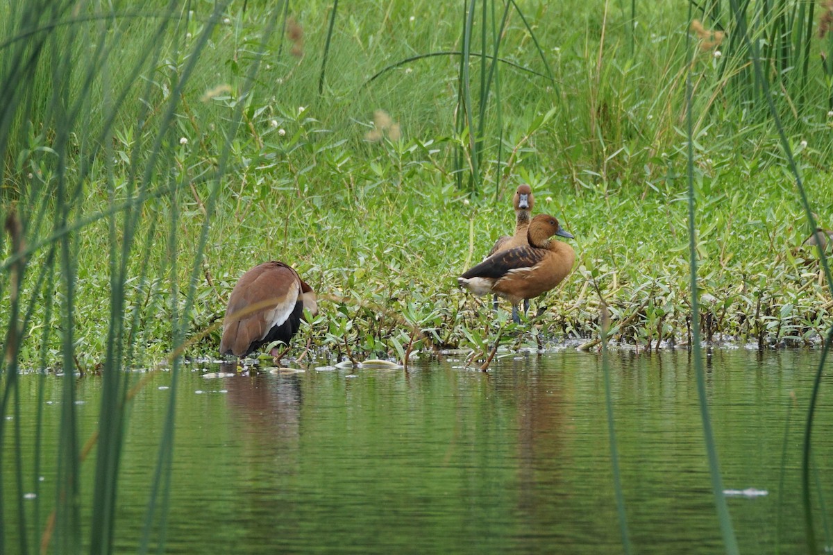 Fulvous Whistling-Duck - ML618850020