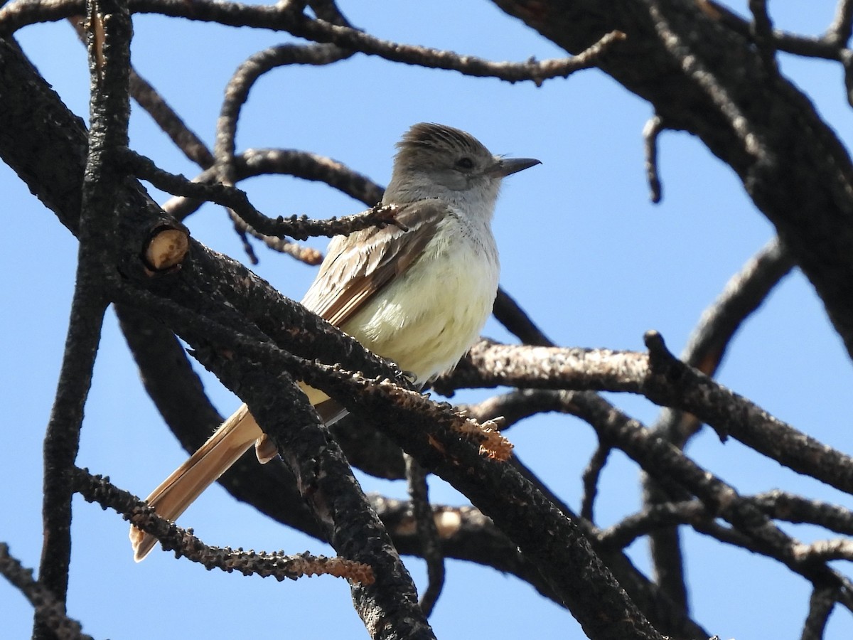 Ash-throated Flycatcher - Bill Lisowsky