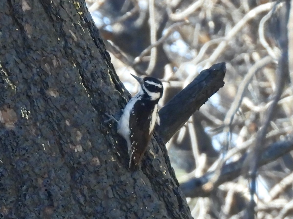 Hairy Woodpecker (Rocky Mts.) - ML618850039