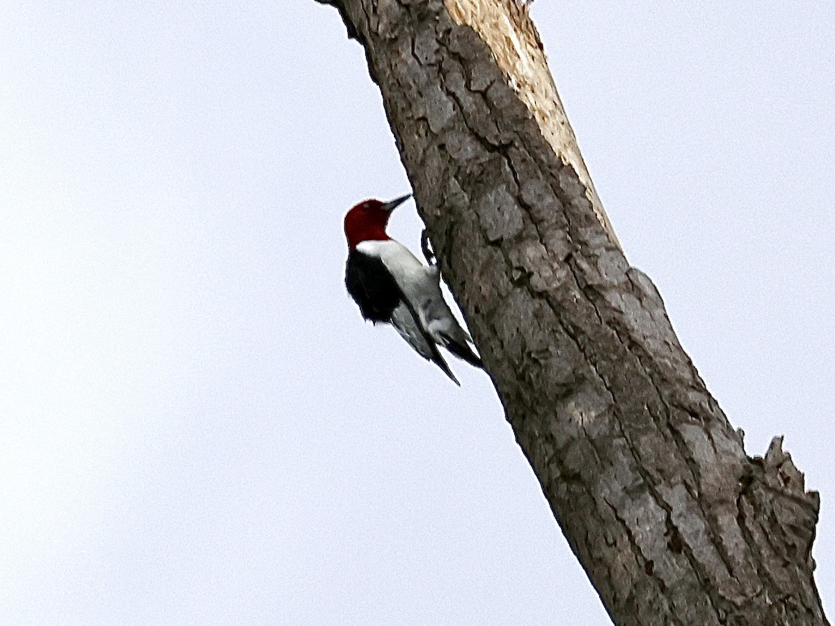 Red-headed Woodpecker - ML618850066