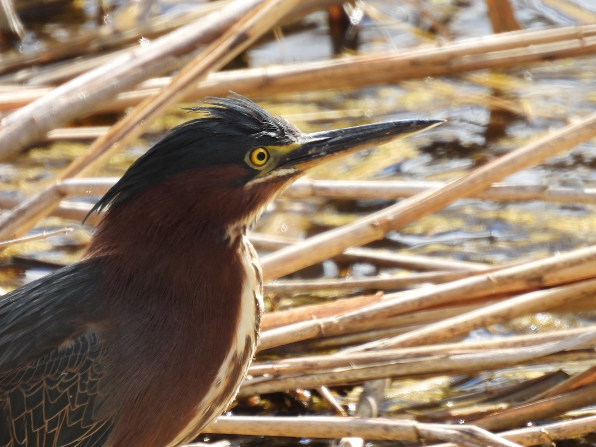 Green Heron - Dany Caouette