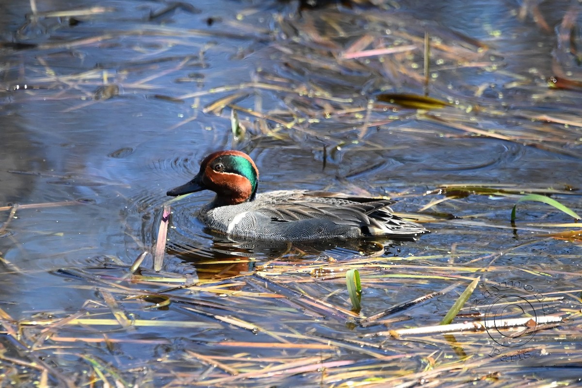 Green-winged Teal - ML618850077