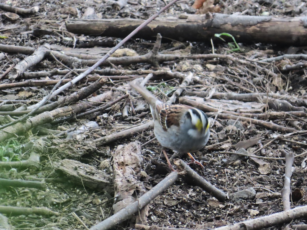 White-throated Sparrow - ML618850104
