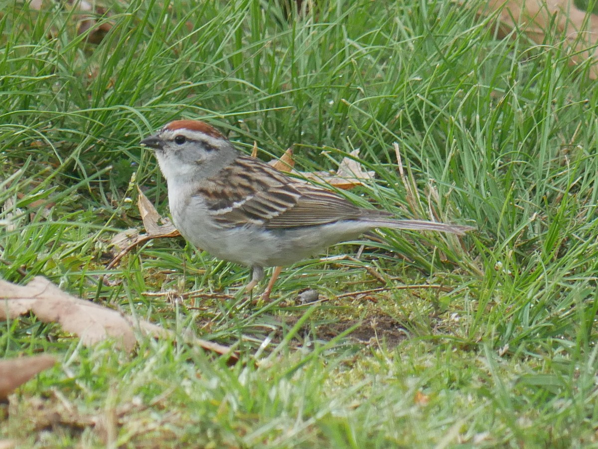 Chipping Sparrow - ML618850110
