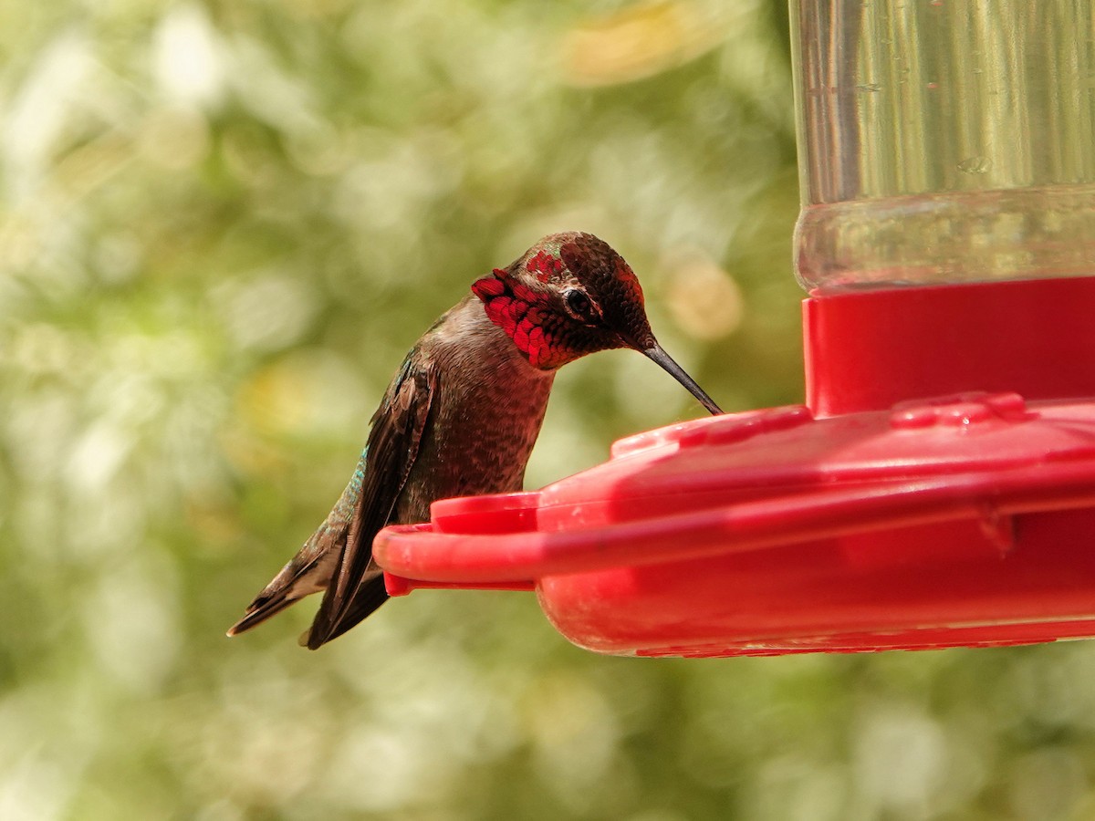 Anna's Hummingbird - ML618850139