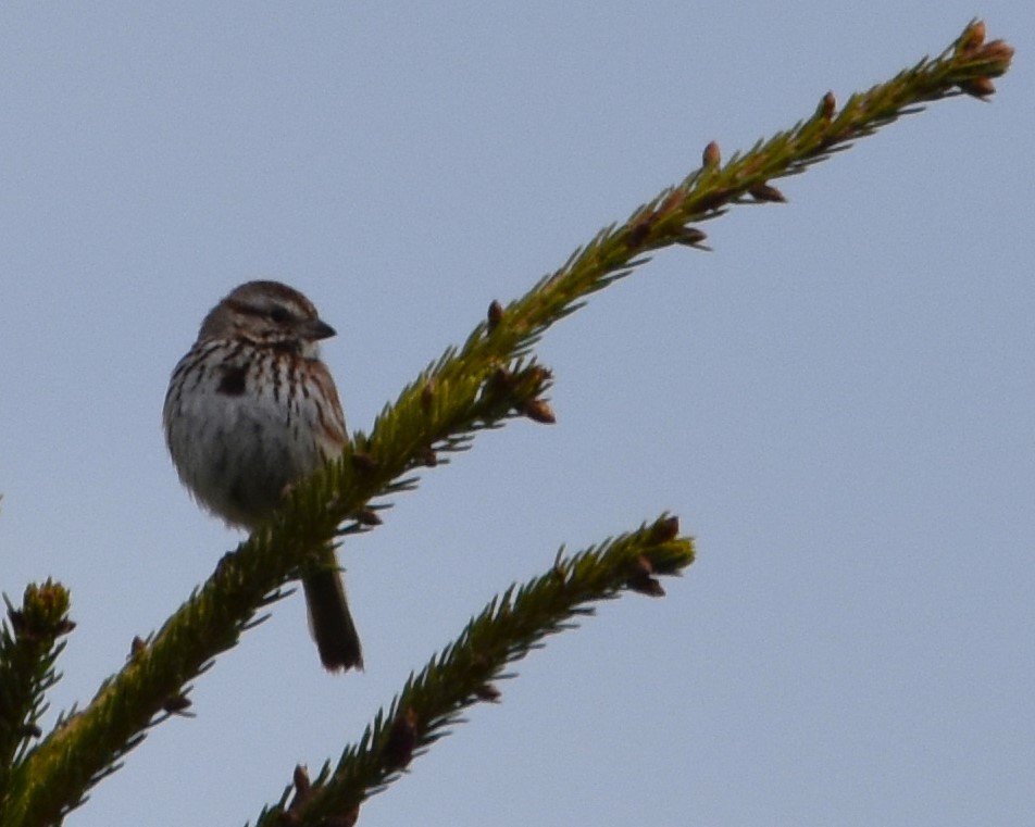 Song Sparrow - Ted Stewart