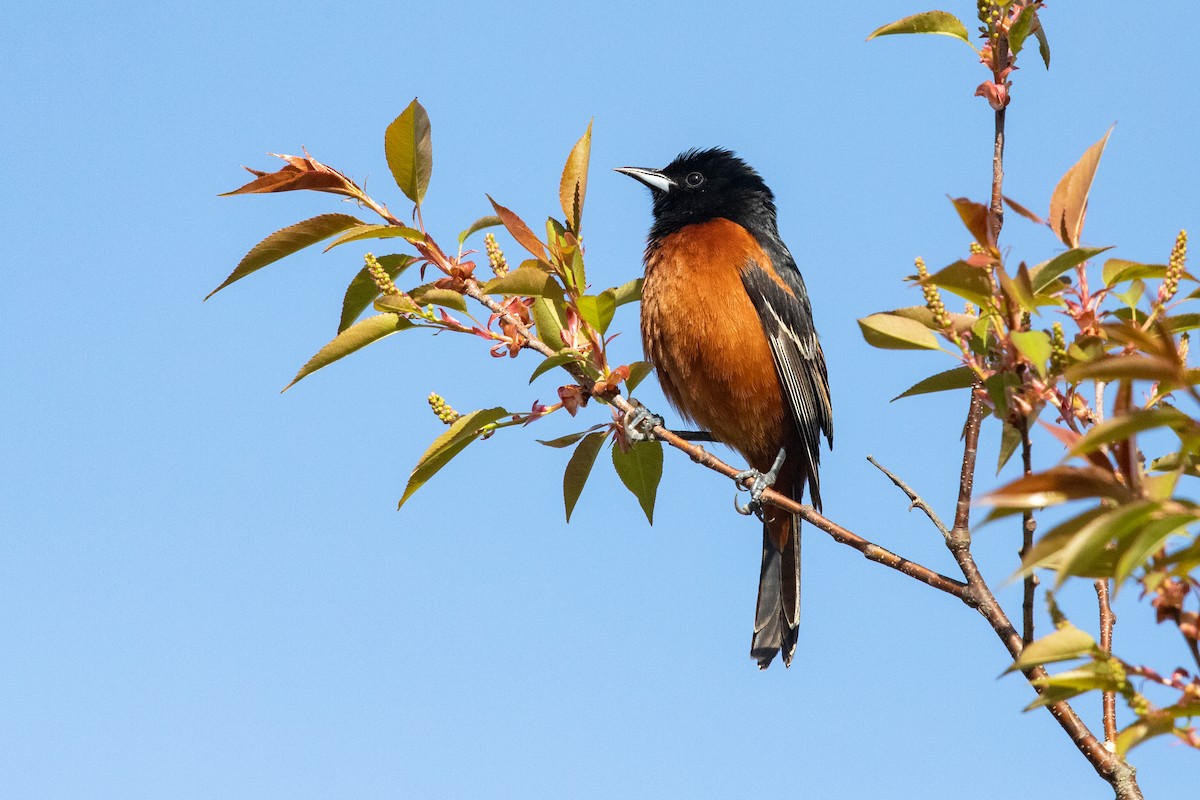 Orchard Oriole - ML618850164