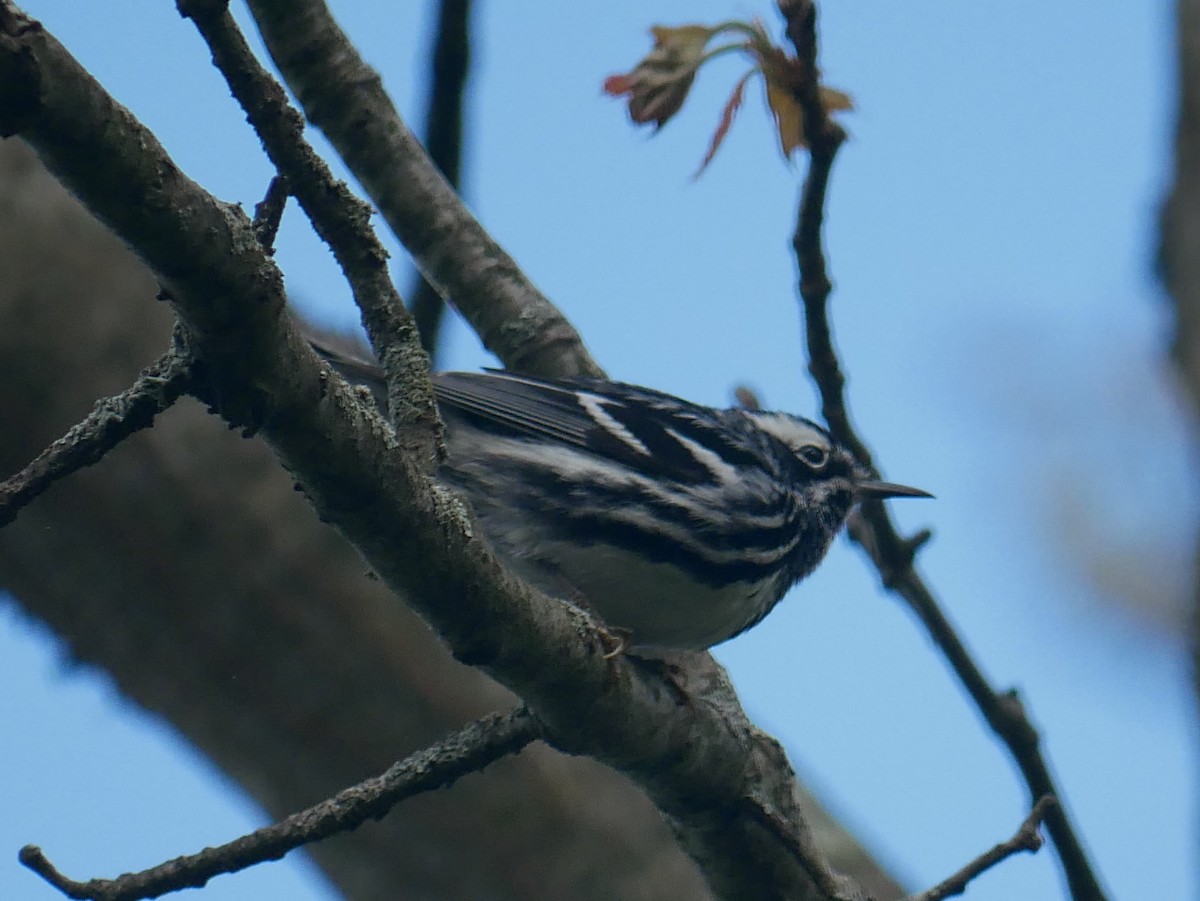 Black-and-white Warbler - ML618850177