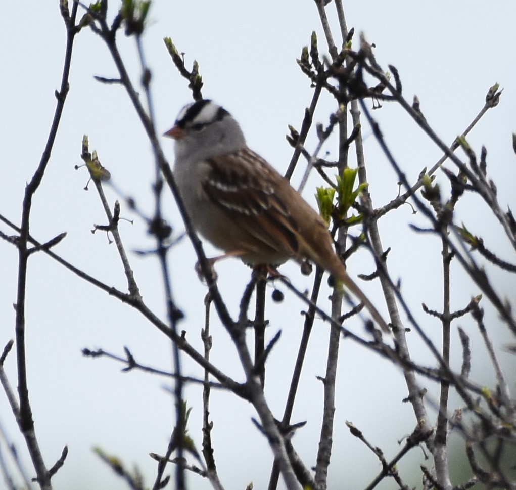 White-crowned Sparrow - ML618850183