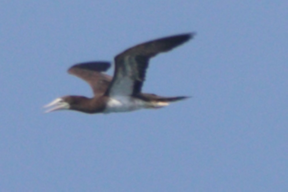 Brown Booby - ML618850197