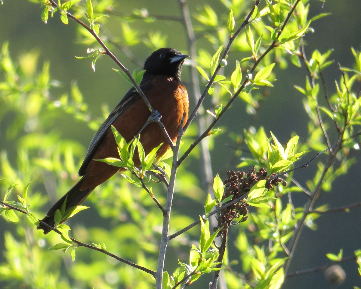 Orchard Oriole - Pam Campbell