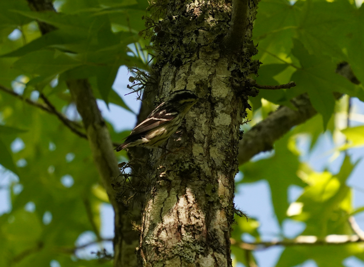 Black-and-white Warbler - Aaron T