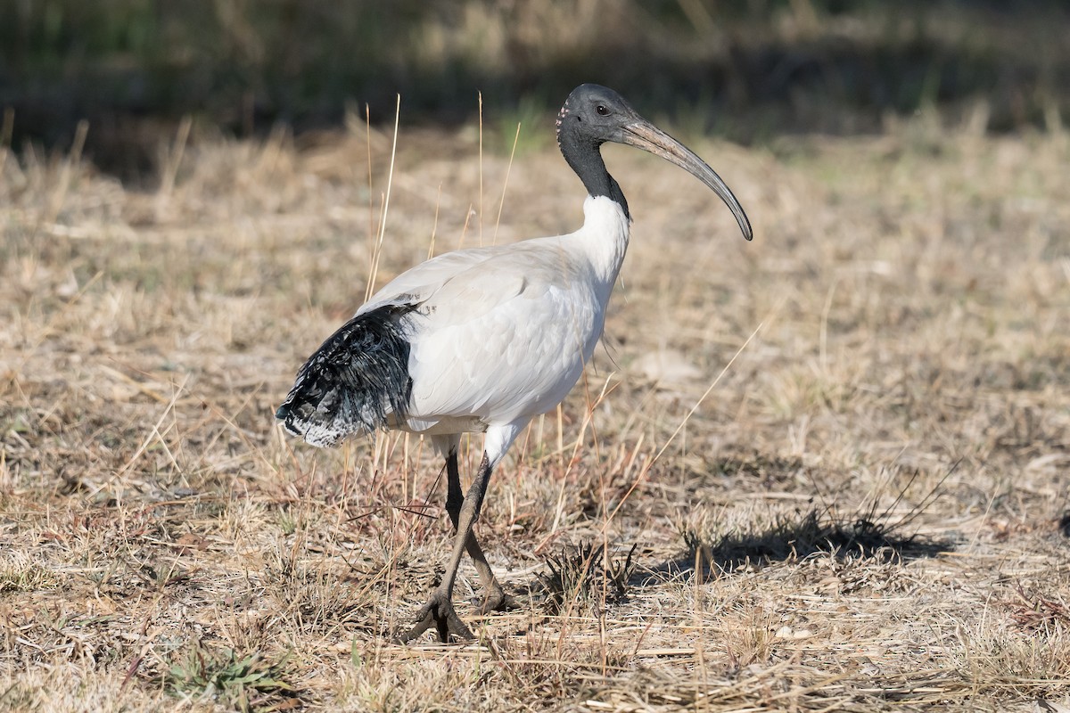 ibis australský - ML618850234