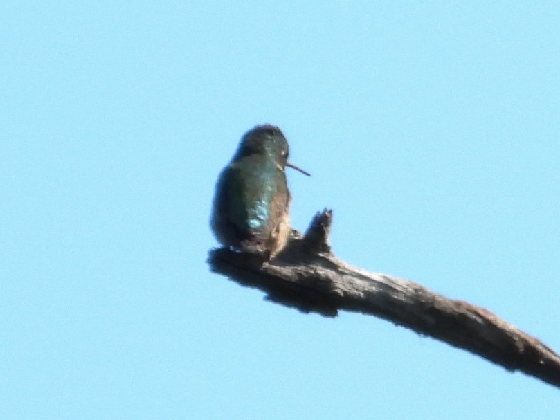 Ruby-throated Hummingbird - ML618850240