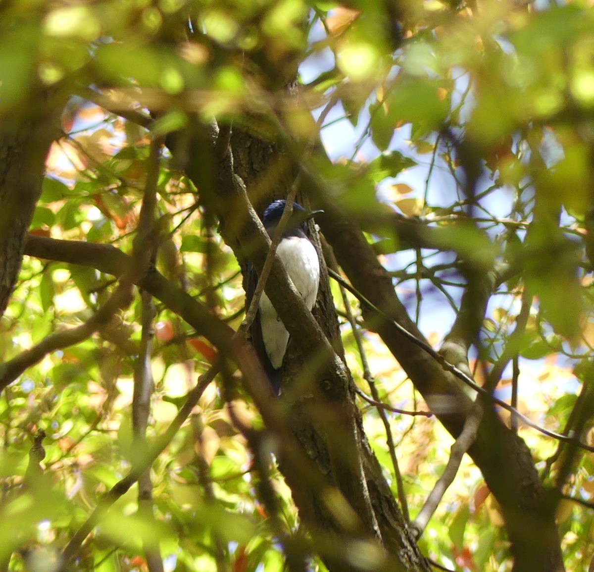 Blue-and-white Flycatcher - ML618850243