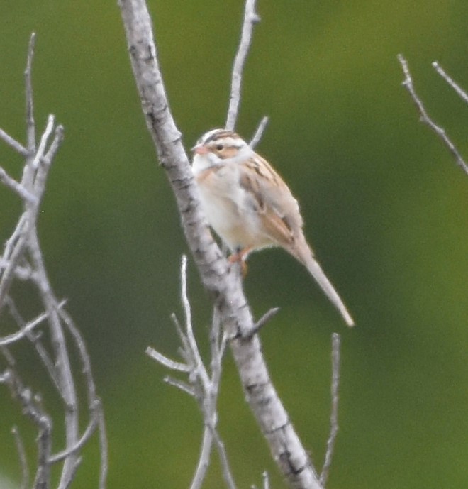 Clay-colored Sparrow - ML618850254