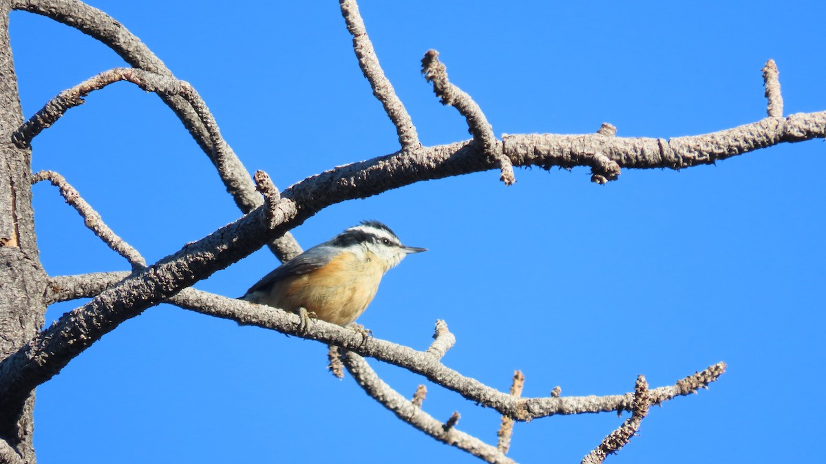 Red-breasted Nuthatch - Anne (Webster) Leight