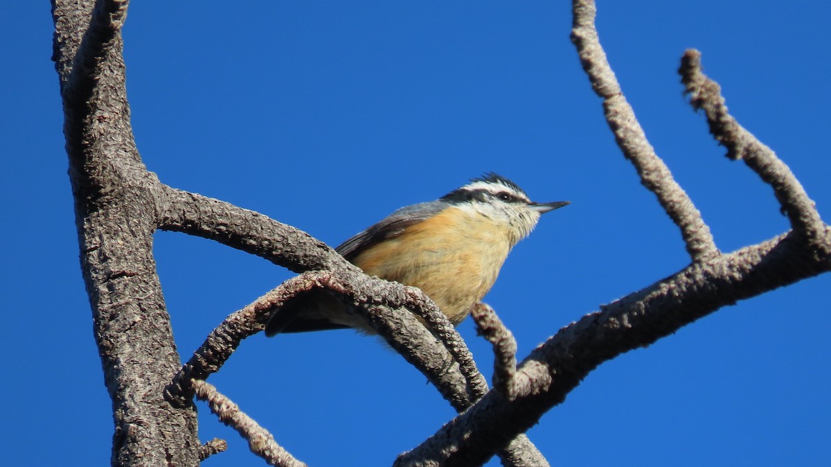 Red-breasted Nuthatch - Anne (Webster) Leight