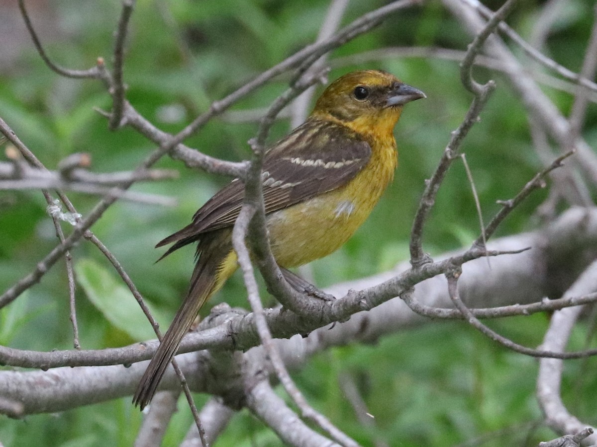 Flame-colored Tanager - ML618850301