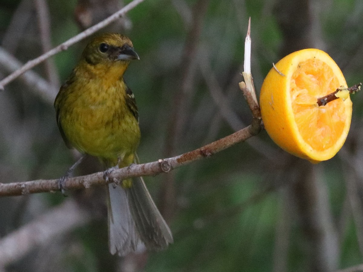 Flame-colored Tanager - Martin Reid