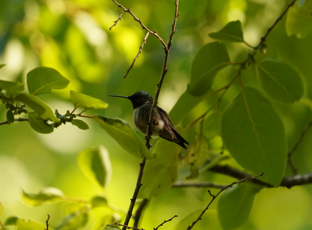 Ruby-throated Hummingbird - Aaron T