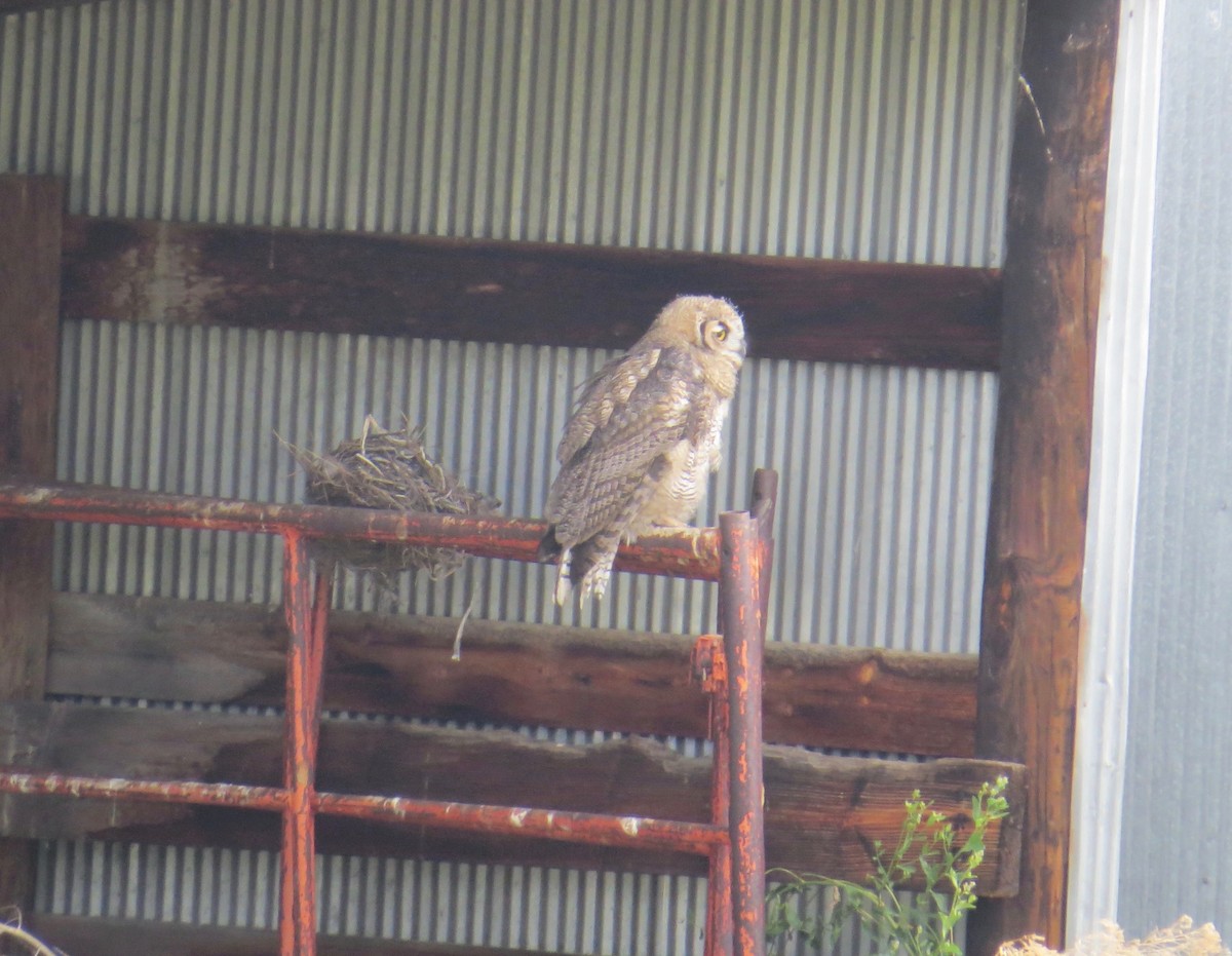 Great Horned Owl - ML61885031