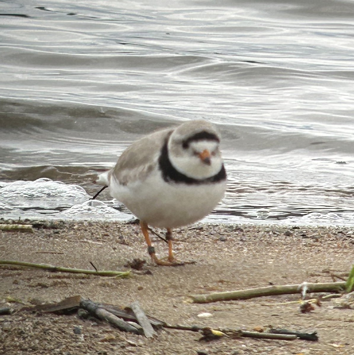 Piping Plover - ML618850320