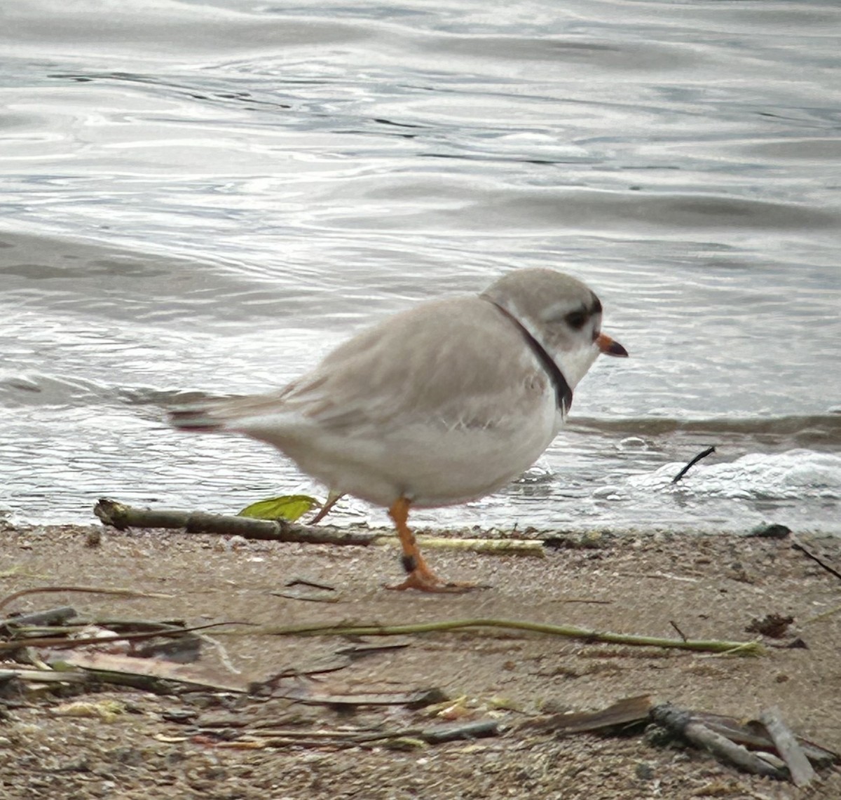 Piping Plover - ML618850321