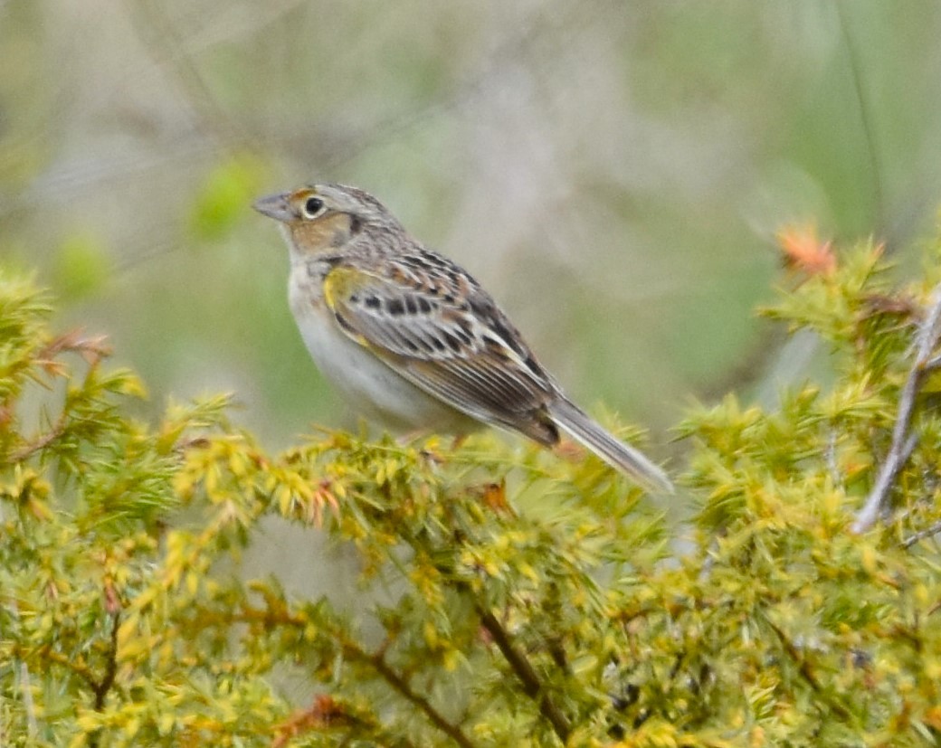 Grasshopper Sparrow - ML618850352