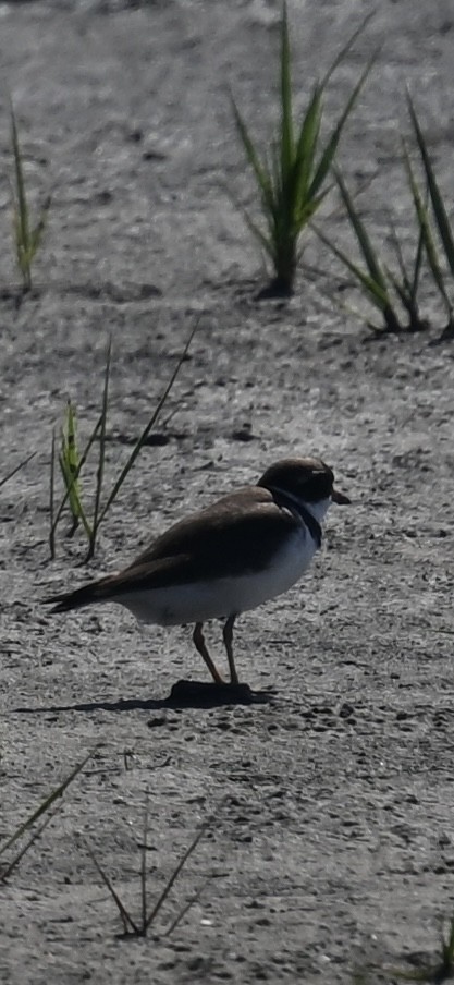 Semipalmated Plover - ML618850408