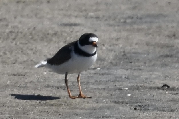 Semipalmated Plover - ML618850409