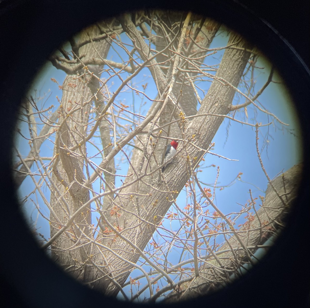 Red-headed Woodpecker - ML618850438