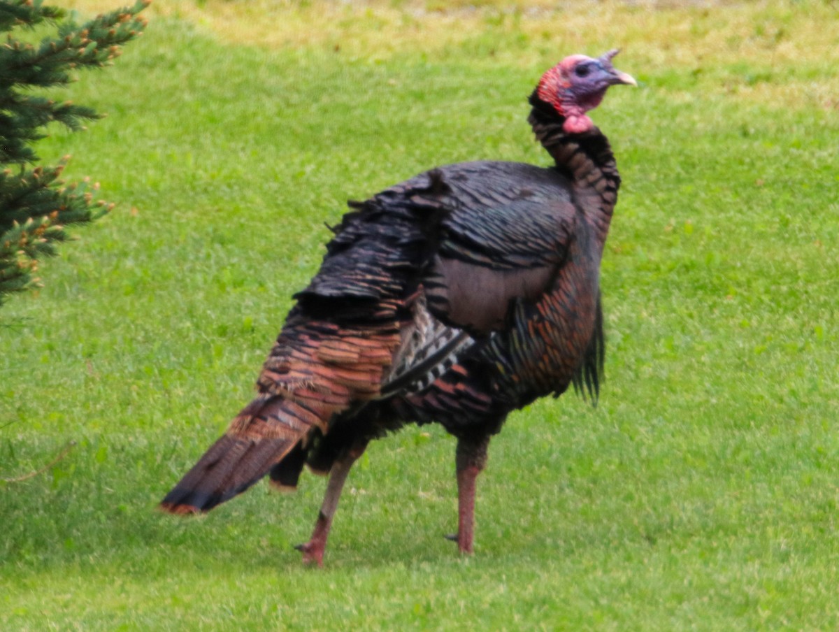 Wild Turkey - Joli Reising