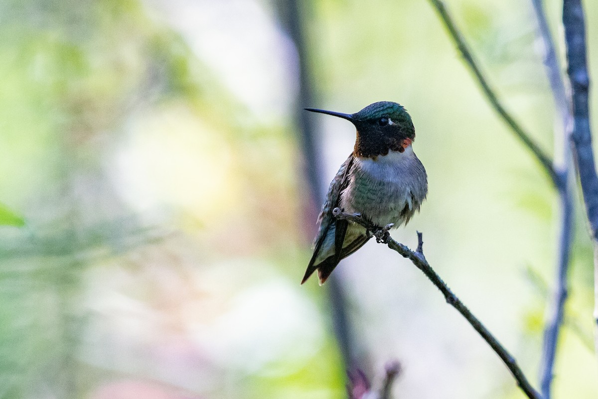 Ruby-throated Hummingbird - ML618850450