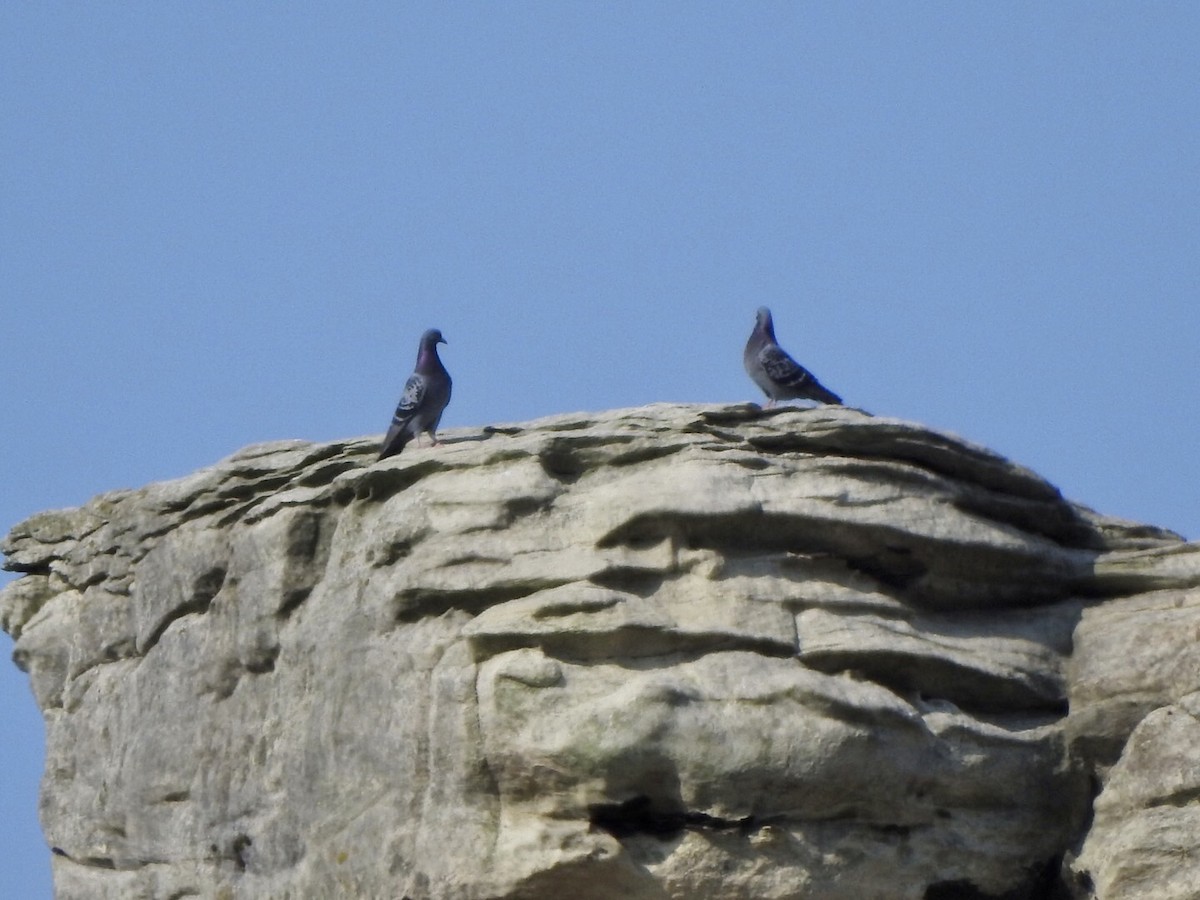 Rock Pigeon (Feral Pigeon) - ML618850456