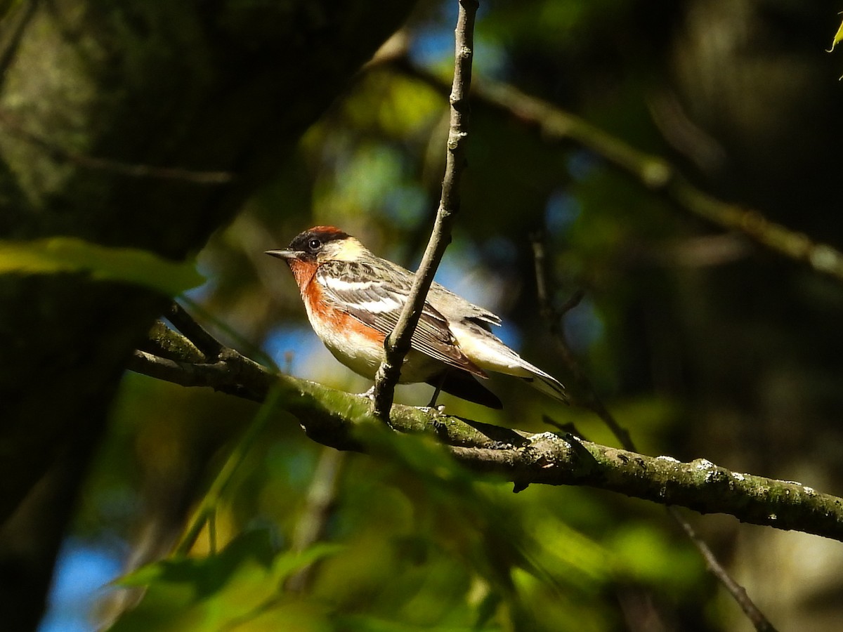 Bay-breasted Warbler - ML618850468