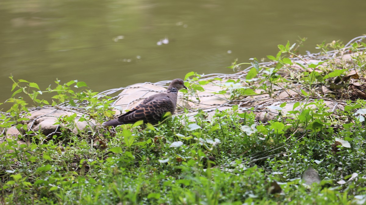 Oriental Turtle-Dove - Chengheng Hu