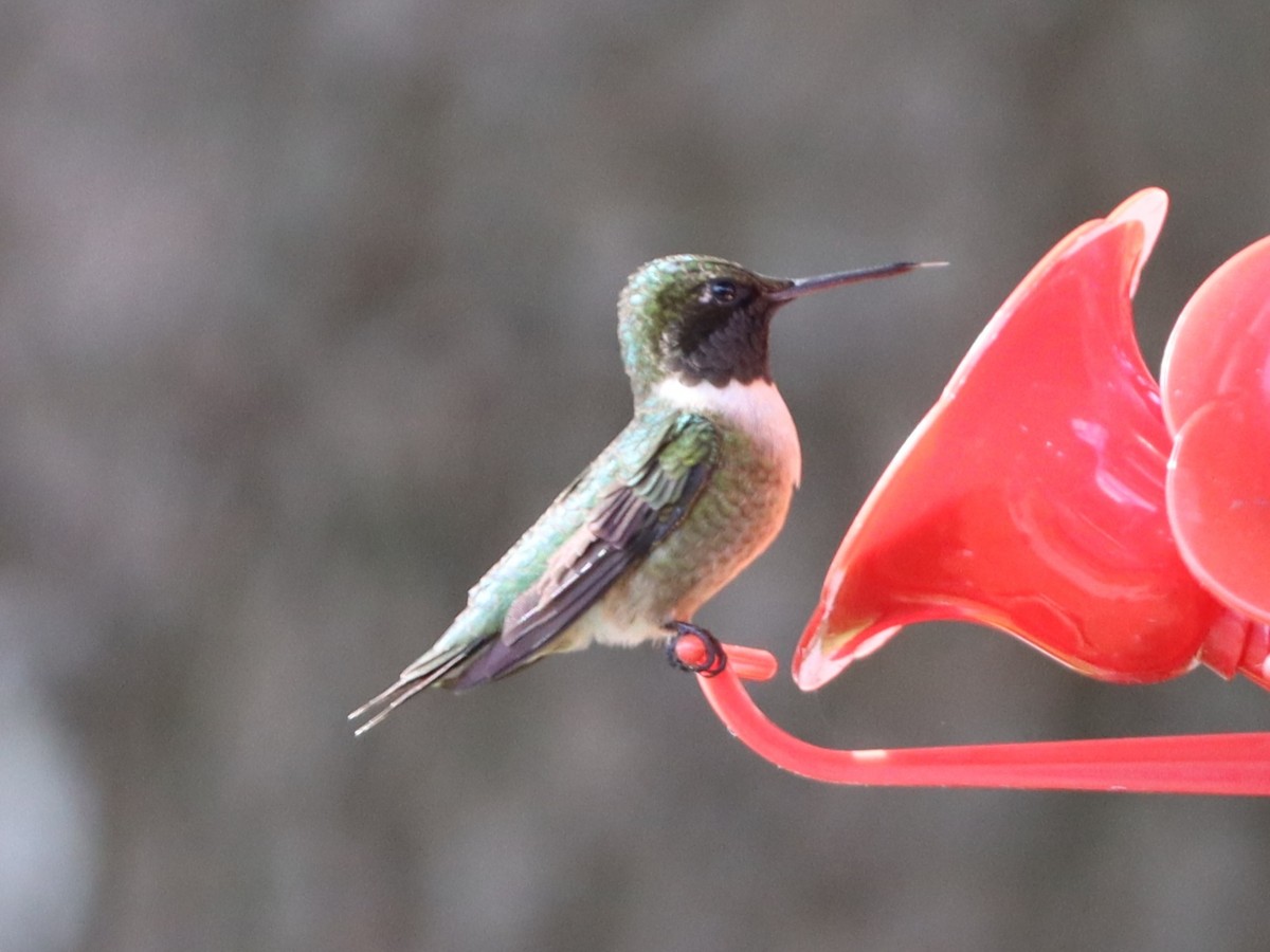 Ruby-throated Hummingbird - Gilles DeSuisse