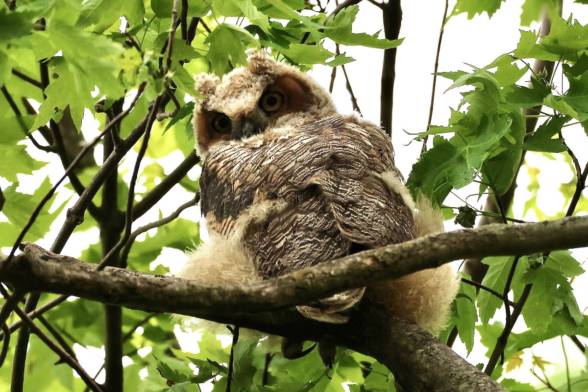Great Horned Owl - ML618850513