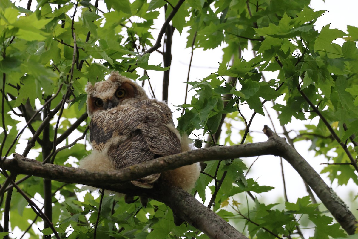 Great Horned Owl - ML618850515